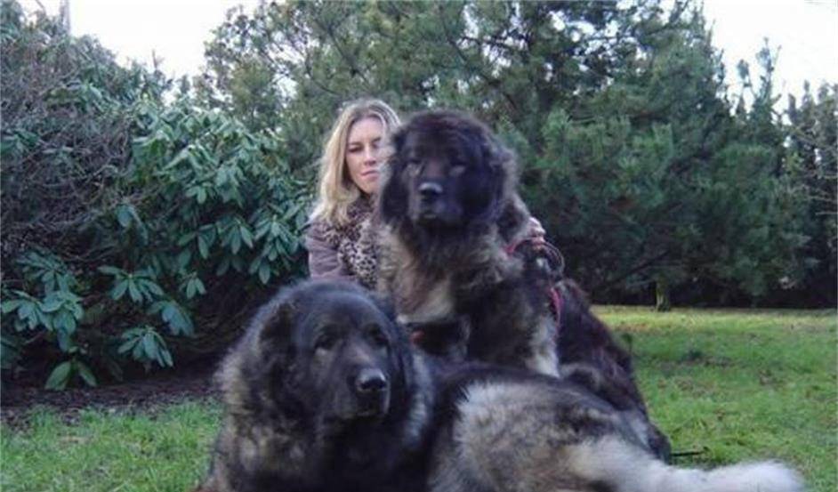 十大恶犬排名_十大恶犬排名介绍图