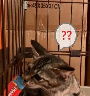 猫咪|主人给小猫喂零食，猫咪哈气凶人，吃到零食后秒变软萌猫