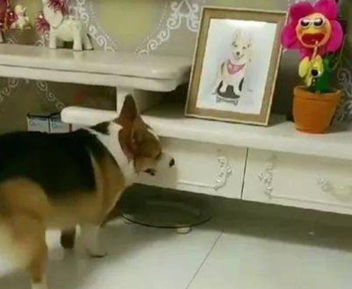 垃圾|主人看到柯基闯祸了,很生气地对狗子说,必须要给一个交代