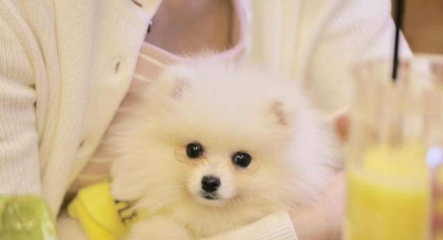 因为|博美犬把你当父母，会有这7种表现，中3个以上都很幸福！