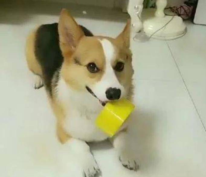 垃圾|主人看到柯基闯祸了,很生气地对狗子说,必须要给一个交代