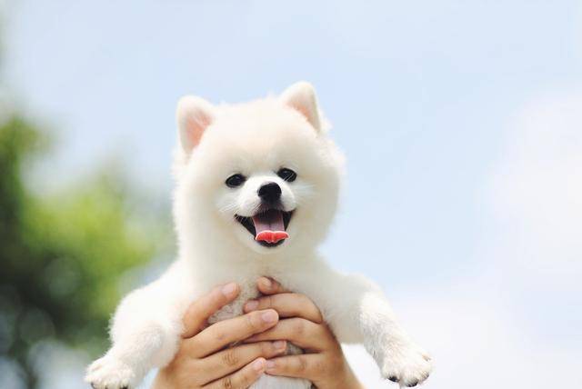 因为|博美犬把你当父母，会有这7种表现，中3个以上都很幸福！