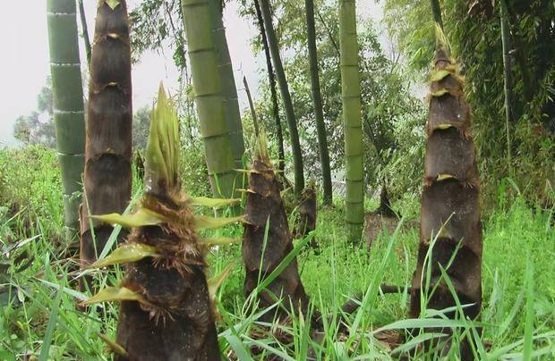 笋是什么季节种植 59ce5ef16a034ed290ffde9bb5acf36b.jpeg