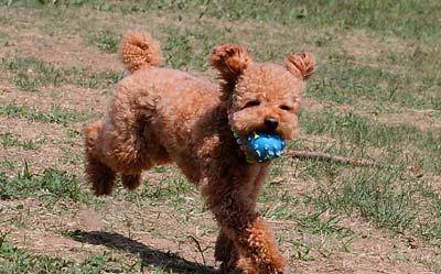 奖励|惊呆!泰迪爱咬主人?这三种秘诀让它乖起来