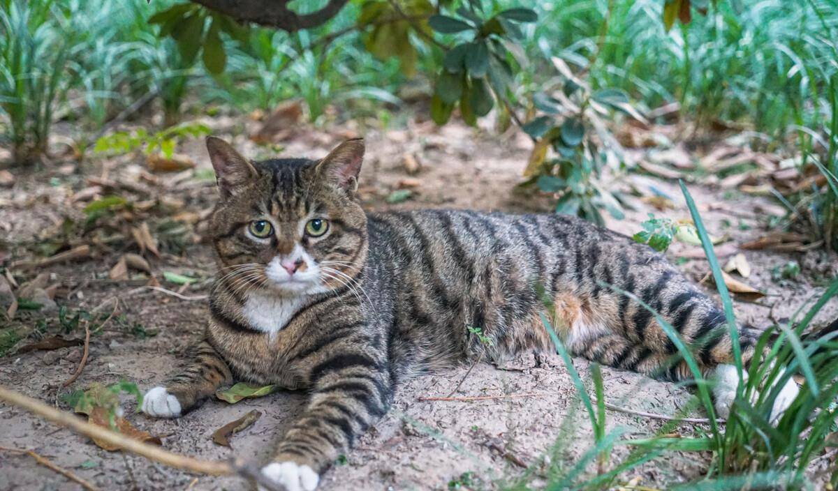 独立|假如上帝免费送你一只猫，这6种猫，你会选谁？