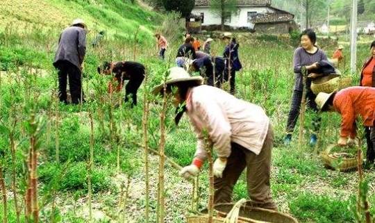 我国|在国内名气很大，80后把它当零食吃，1斤12元，国外却臭名昭著
