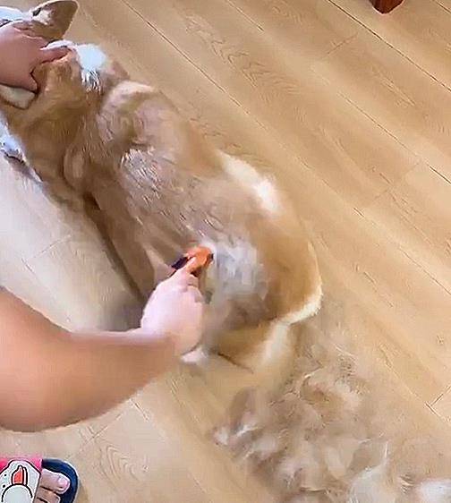 小狗|主人给掉毛基梳毛,掉毛量惊人!主人:感觉梳下来了一只狗的毛!