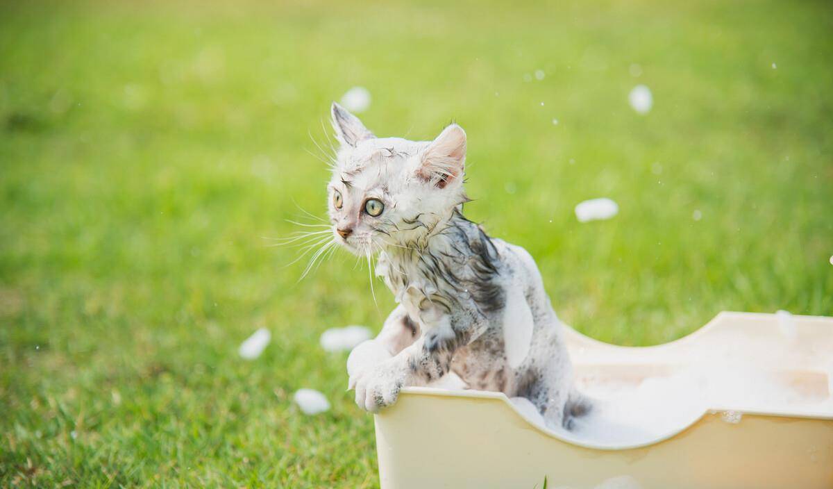 猫咪洗澡多少度水温 8a83efc813834da281e29cfcf3209343.jpeg