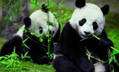 动物咬合力排名_咬合力第一的动物(2)