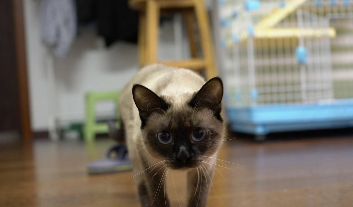 独立|假如上帝免费送你一只猫，这6种猫，你会选谁？