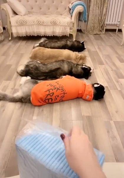 什么|哈士奇和金毛躺地上,听到零食的声音,二哈反应超快!