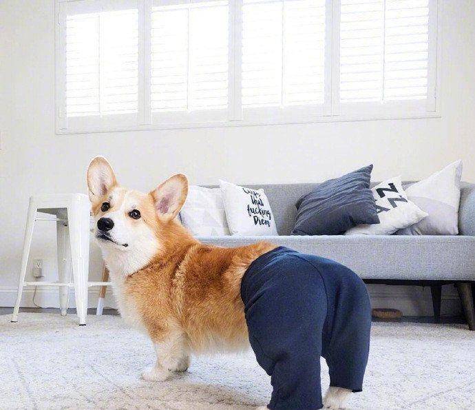 小汪|最容易跟宝宝达成共识的原来是狗