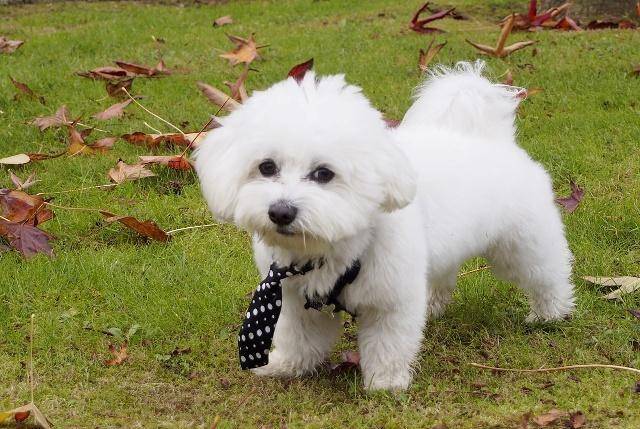 都经|想要养好比熊犬,保持干净是关键,多陪它玩是重点