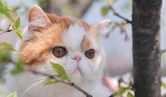 因为|价值上万的加菲猫被丢弃，无人认领，宠物医院老板捡到后乐开花