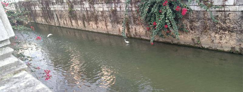 兴义市老城区幸福桥发现成群白鹭 天蓝水净人与飞鸟和谐共生