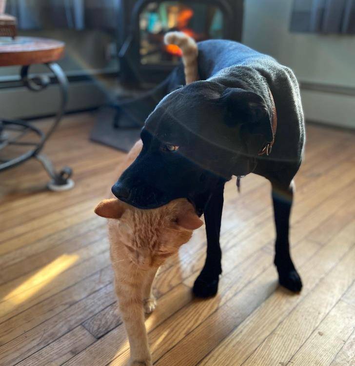 什么|像人类一样去互动,这些可爱的小动物简直成精啦