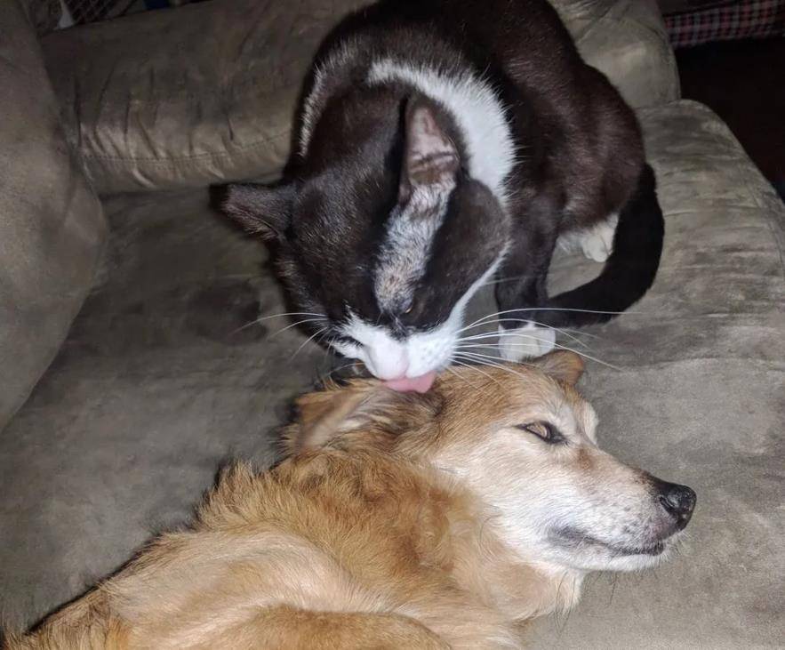 猫咪|家中小猫吃里爬外偷跑出门,原来是找邻居家狗狗,分享自己的零食