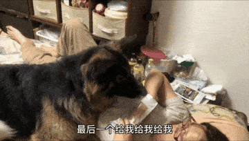 眼睛|大狗闯进主人卧室，赖着不走了，主人瞬间明白它的意思，太直接了