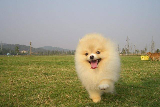 因为|博美犬把你当父母，会有这7种表现，中3个以上都很幸福！