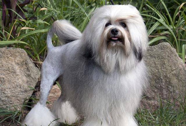 世界10大最贵的犬种 罗秦犬居榜首 你们家养了哪一种 狗狗