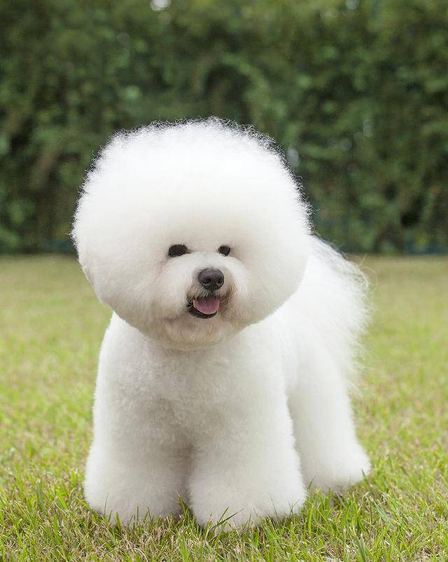 都经|想要养好比熊犬,保持干净是关键,多陪它玩是重点