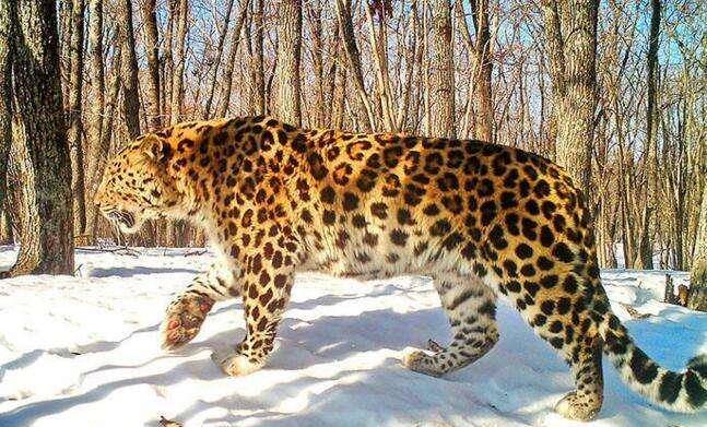 动物凶猛排名_凶猛动物图片