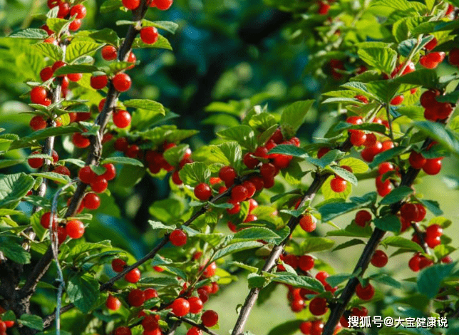 气血|立冬后，睡前当零食吃几颗，失眠好了，气血足了，还可防子宫肌瘤