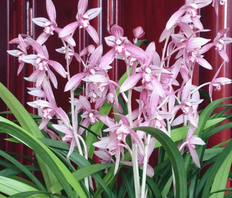 原创市长红1款被名字耽误的兰花开花勤香味浓郁