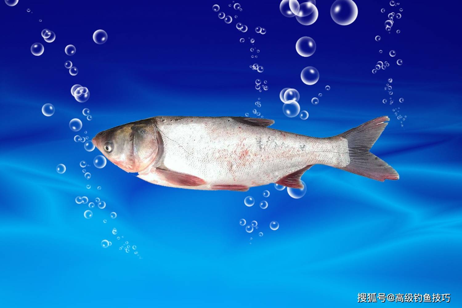草鱼-鄱阳湖水产品-图片