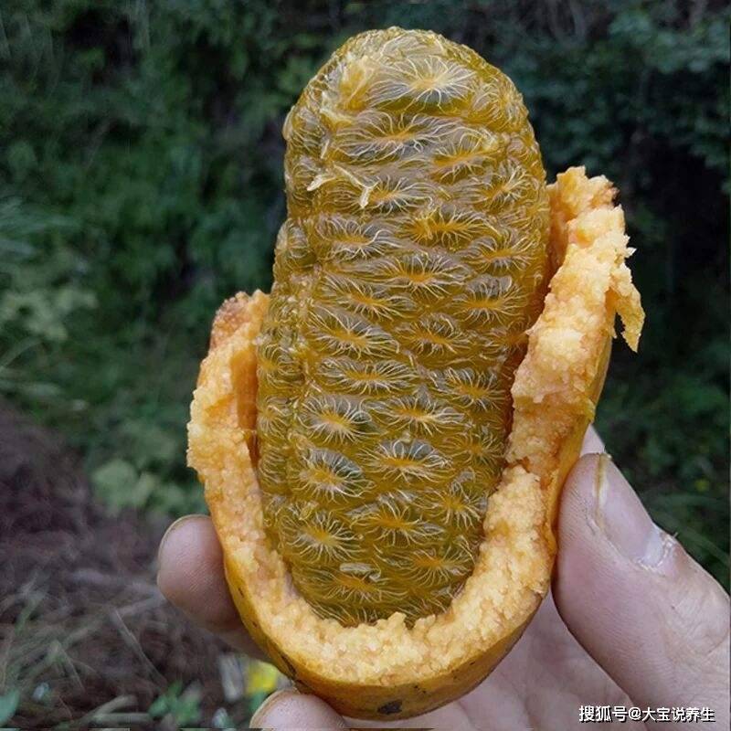 人体|女性不想子宫早衰，晚上当零食吃几个，保养卵巢，更显年轻