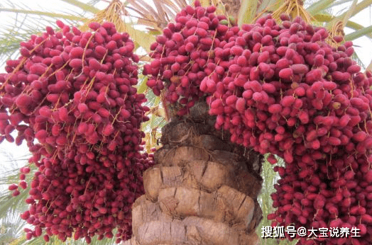 女性不想肚子鼓鼓,可常吃此物,排出黑臭宿便,皮膚更細膩光滑_椰棗