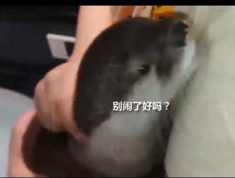 浴缸發現一隻巨型「老鼠」在游泳, 當仔細一看, 當場被它嚇哭! 萌趣萌寵 第3张