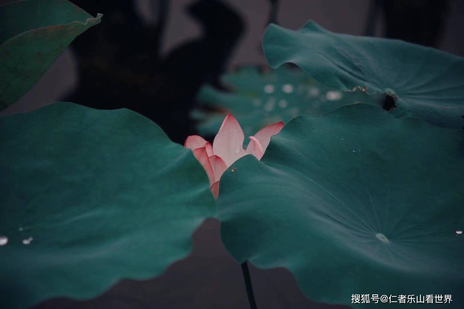 以清净心看世界