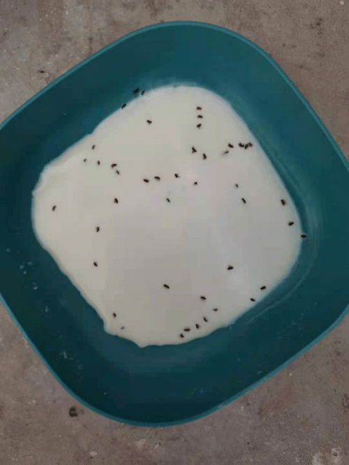 小裙子刚捡回来时,跳蚤感染特别严重,身上全是黑点点(跳蚤排泄物),给