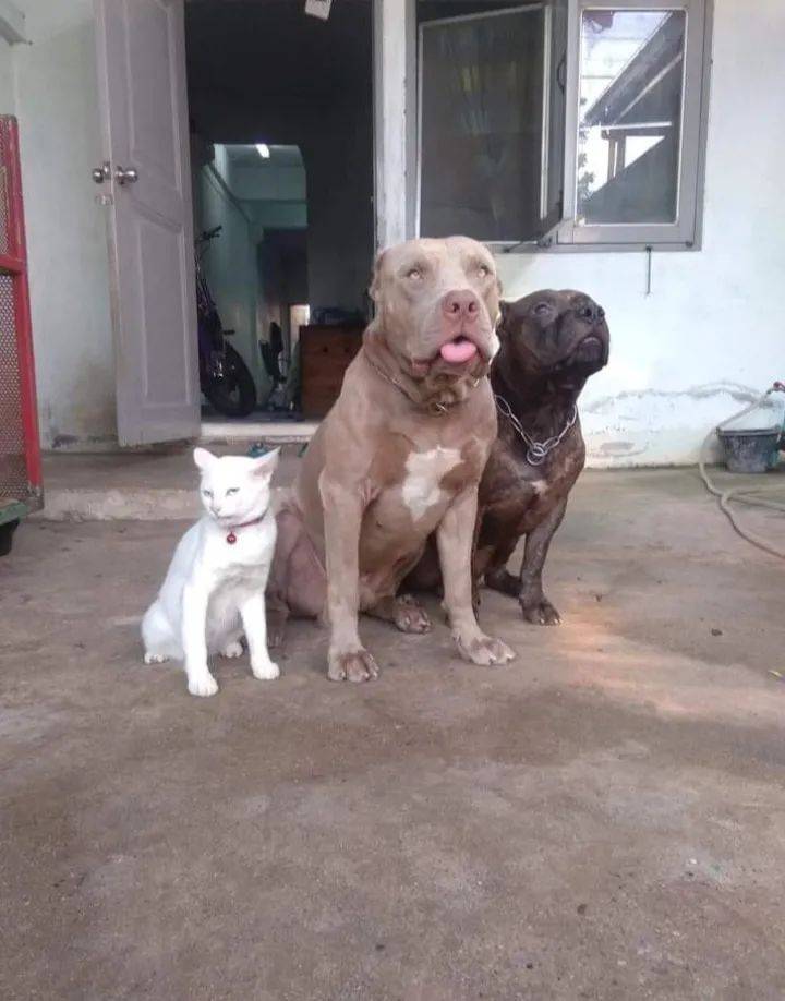 猫从小被比特犬带大眼神都变了好凶啊