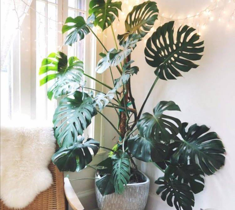 龟背竹怎么不让往高长 bf8aac5c6b344cc1bbbcadabc6f42a41.jpeg