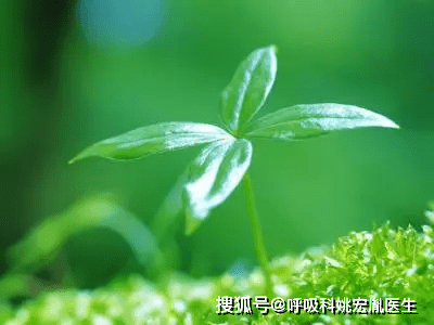 呼吸道|哪些人容易患上慢阻肺？