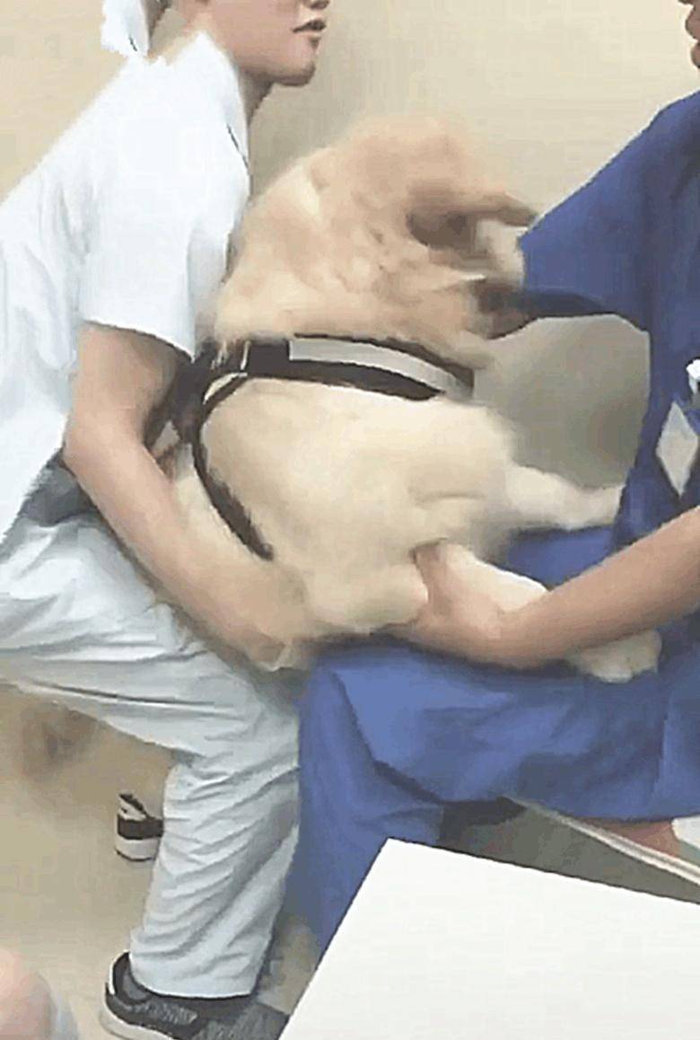 狗狗被送去宠物医院剪指甲 一番折腾之后被宠物医院加入黑名单 狗狗被送去宠物医院剪指甲 一番折腾之后被宠物医院加入黑名单