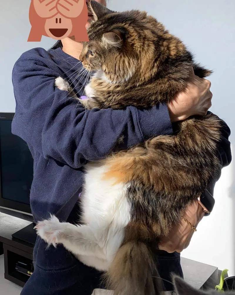 Yoboxxx鸭脖娱乐app 猫咪的成长变化反差