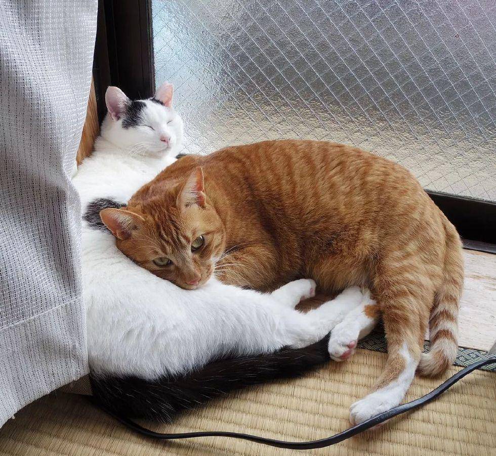 主权|看着这两只猫抱在一起睡觉的样子, 简直是甜死我了