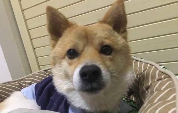 因为|半年前带回家的这只病狗, 已经成了我伤心时最温馨的守护者