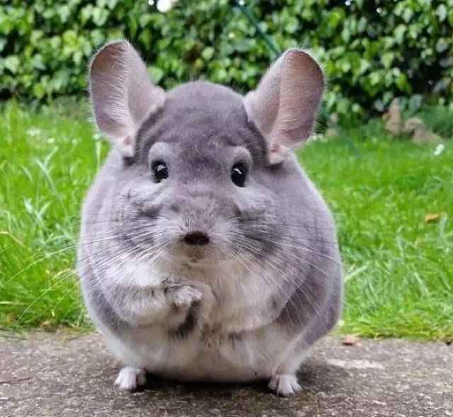 龙猫|比圆, 谁比的过龙猫