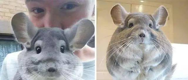 龙猫|比圆, 谁比的过龙猫