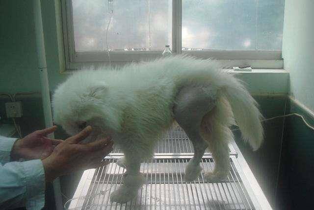 狗狗骨折之后如何进行紧急处理 要注意这些狗狗特别容易骨折 运动