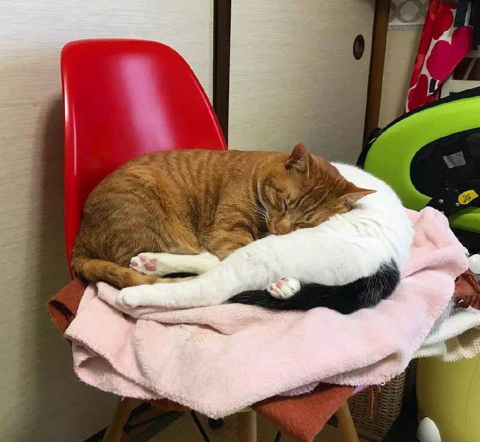 主权|看着这两只猫抱在一起睡觉的样子, 简直是甜死我了