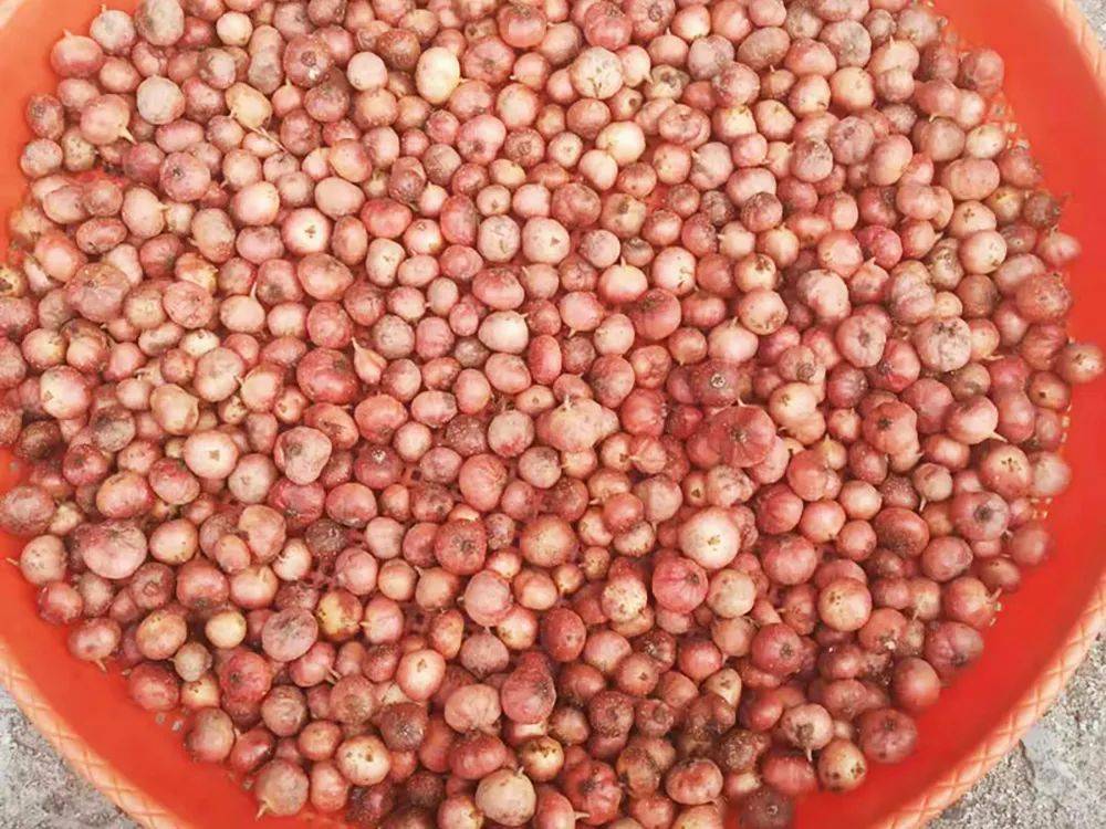 原创俗称地瓜泡儿时一挖几十斤农村娃当零食吃如今价值不菲