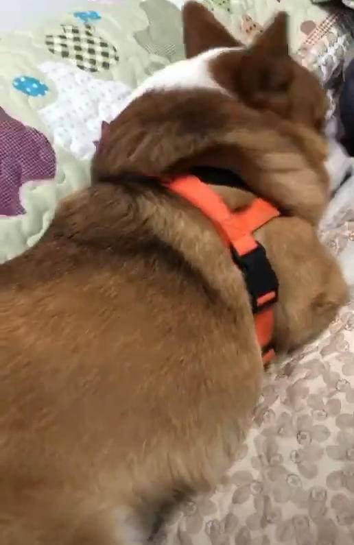 差不多|柯基犯错被揍时, 狗转头对主人露出一个表情, 吓得他不敢下手