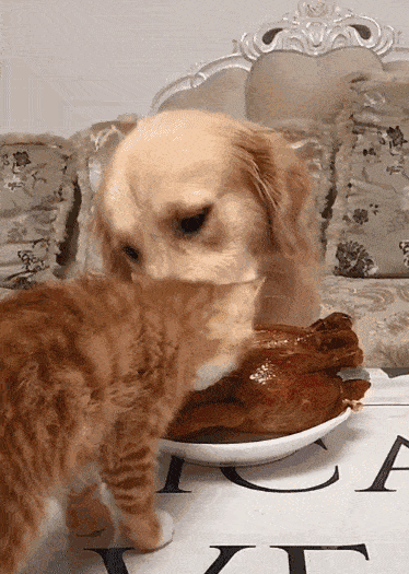 观点评论|狗子贪吃能无耻到什么程度？就算被抓包，也要往嘴里塞最后一口