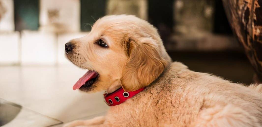 狗狗怎么叫都不理人怎么办 f0fbb650f4c04c4d81da639a66aa76a3.jpeg