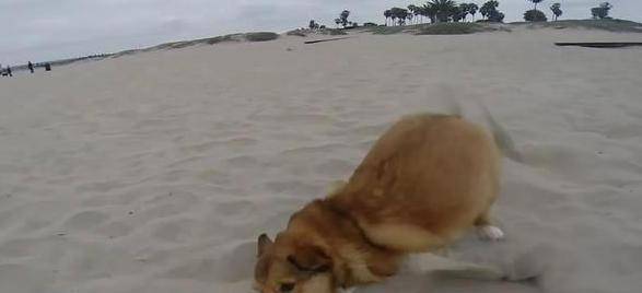 观点评论|带柯基去海边玩耍, 看到的情景让人笑喷, 小短腿, 果然是致命伤